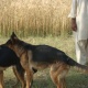 german-shephered-puppies-for-sale-german-shepherd-faisalabad-5