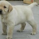 labrador-pupps-show-quality-labrador-retriever-lahore-3