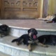 german-shepherd-puppies-for-sale-german-shepherd-lahore-cant-5