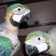 blue-gold-maccaw-chicks-macaws-islamabad-1