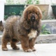 tibetan-mastiff-puppies-for-adoption-other-islamabad-2