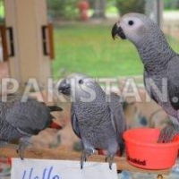 african-grey-parrot-birds-and-parrot-eggs-for-sale-african-grey-parrot-lahore-3