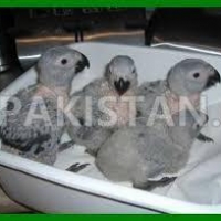 african-grey-parrot-birds-and-parrot-eggs-for-sale-african-grey-parrot-lahore-4