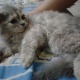 persian-kitten-persian-cats-rawalpindi-4