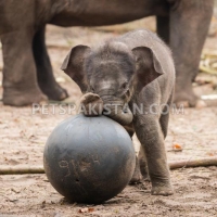 healthy-cheetah-cubs-lion-cubs-tiger-cubs-for-sale-tiger-islamabad-3