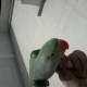 hand-tamed-male-alexandrine-raw-parrot-for-sale-alexandrine-parrot-rawalpindi-4