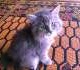 siberian-ragdoll-cats-for-sale-persian-cats-karachi-3