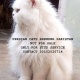 full-punch-face-male-cat-for-stud-service-location-karachi-persian-cats-karachi-4