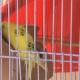 australian-parrots-for-sale-in-pakistan-australian-budgies-karachi-1