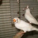 finches-for-sale-in-pkistan-king-finch-karachi-1