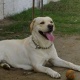 labrador-pups-for-sale-labrador-retriever-lahore-1