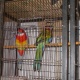 rosella-breeder-pair-for-sale-rosella-rawalpindi-3