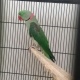 raw-breeder-male-alexandrine-parrot-lahore-1