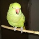 green-paroot-raw-african-grey-parrot-lahore-1