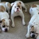 dogs-for-sale-boxer-allah-abad-3