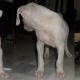 gulterr-kohati-pupps-bulltare-lahore-2