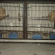 white-java-fone-java-pair-available-for-sale-java-finches-nargis-karachi-3