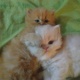 persian-cat-for-sale-punched-persian-cats-lahore-2