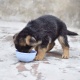 german-shaped-pups-for-sale-german-shepherd-lahore-3