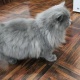 persian-male-kitten-6-months-old-for-sale-rs-12-000-persian-cats-bahawalpur-1