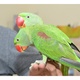 alexanderine-raw-parrots-for-sale-alexandrine-parrot-karachi-2