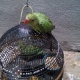 parrots-for-sale-2014-rawalpindi-alexandrine-parrot-rawalpindi-7