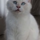 adults-cat-persian-cats-karachi-2