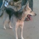 want-2-sell-my-german-shepherd-dog-german-shepherd-lahore-cantt-5