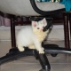 persian-kitten-semi-punch-female-persian-cats-karachi-2