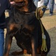 rottweiler-pups-for-sale-rottweiler-islamabad-3