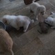 toy-breed-puppies-for-sale-other-karachi-2