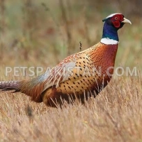 pheasant-ring-necked-pheasant-jhelum-3