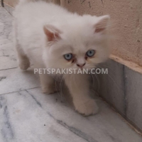 persian-kittens-persian-cats-rawalpindi-2