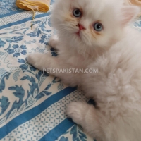 persian-kittens-persian-cats-rawalpindi-3