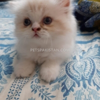 persian-kittens-persian-cats-rawalpindi-4