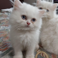 persian-kittens-persian-cats-rawalpindi-5