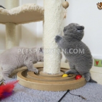 british-blue-shorthair-kitten-american-shorthairs-amangarh-industrial-area-2