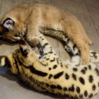 serval-savannah-caracal-and-ocelot-kittens-for-sale-bengal-renala-khurd-2