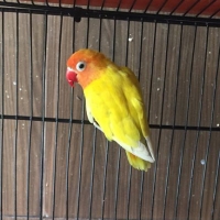 lutino-personalta-breeder-male-lovebirds-lahore-2