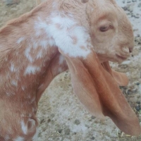 makhi-cheena-goat-for-sale-sheep-hasilpur-2