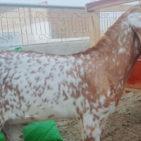 makhi-cheena-goat-for-sale-sheep-hasilpur-3