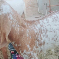 makhi-cheena-goat-for-sale-sheep-hasilpur-4