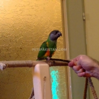 fully-hand-reared-silly-tame-parrots-whatsapp-12486625079-macaws-alipur-chatta-2