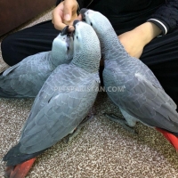 african-grey-parrots-for-sale-african-grey-parrot-islamabad-2