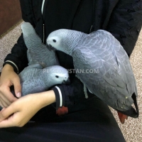 african-grey-parrots-for-sale-african-grey-parrot-islamabad-3