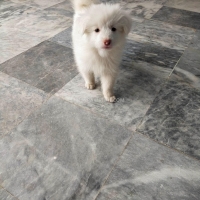 2-month-old-white-pet-dog-for-sell-pomeranian-lakki-marwat