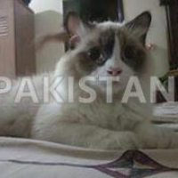 ragdoll-for-sale-turkish-cat-karachi