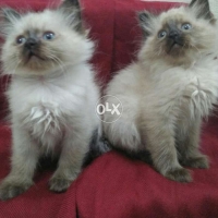 chocolate-point-himalayan-kittens-himalayan-lahore-3