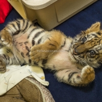 exotic-cubs-and-pets-for-sale-whatsapp-17193579832-tiger-fatehpur-2