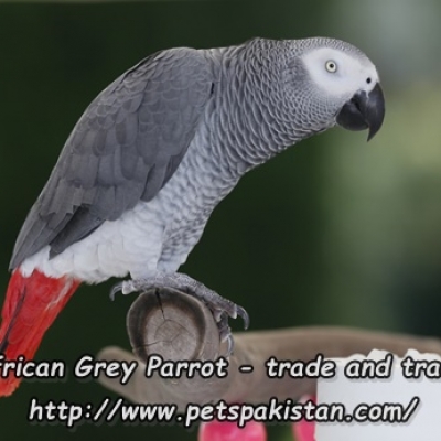 African Grey Parrot trade and traffic